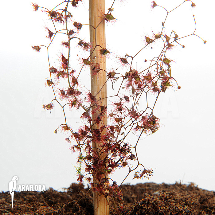 Drosera gigantea