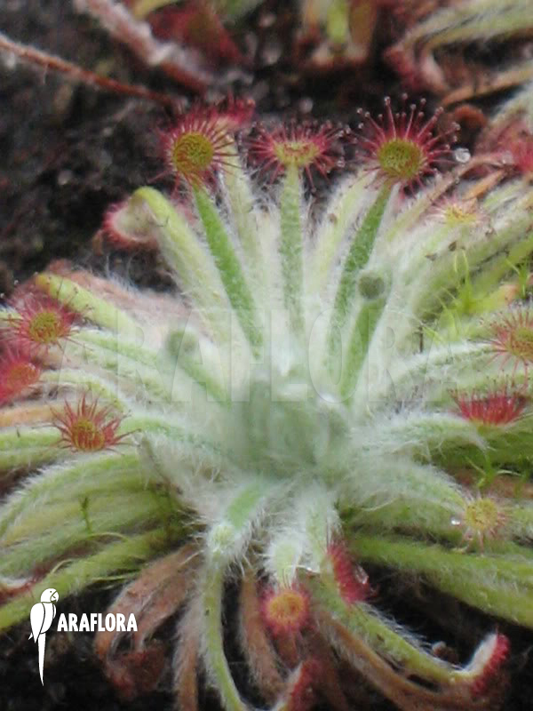 Drosera lanata