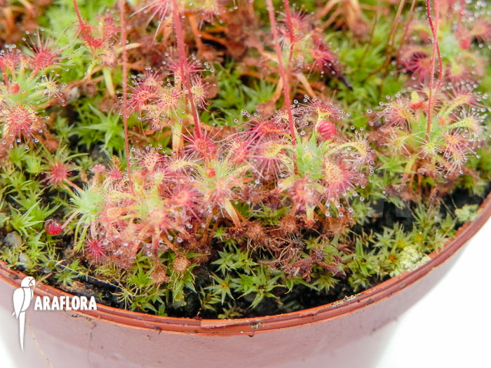 Drosera leucostigma ‚Red‘
