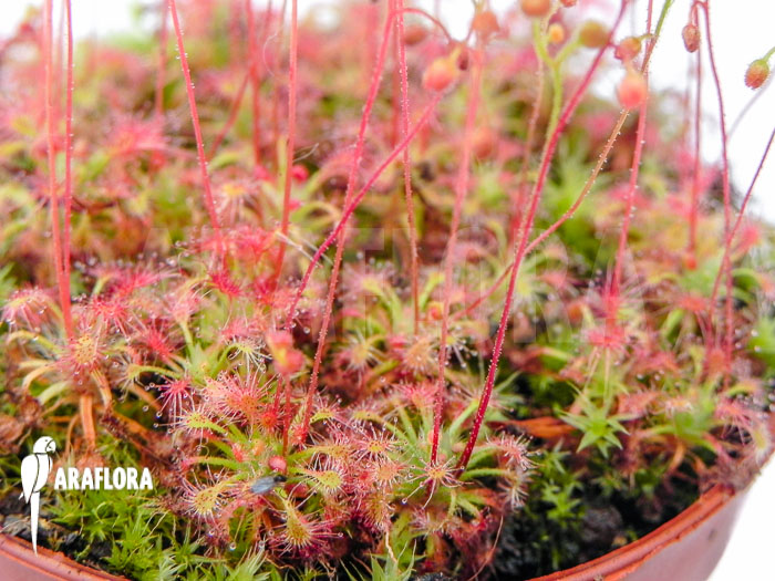 Drosera leucostigma ‚Red‘