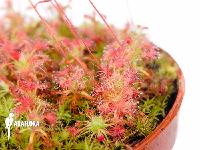 Drosera leucostigma ‚Red‘