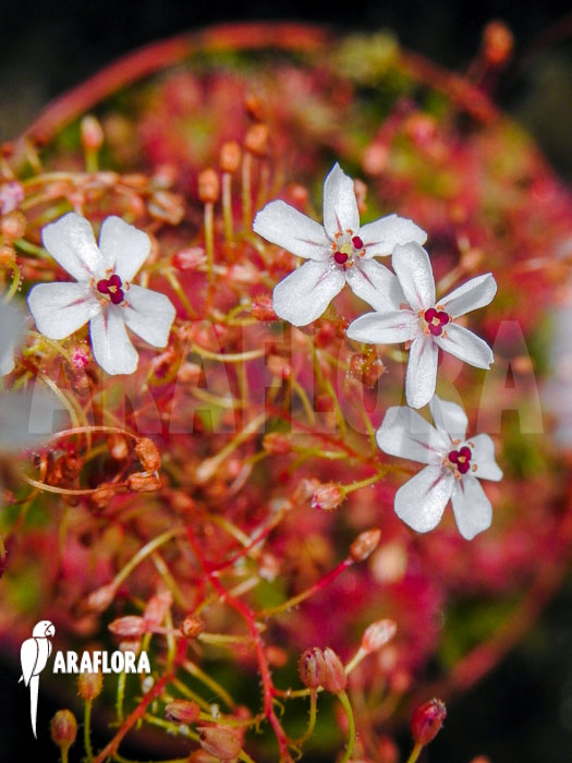 Drosera leucostigma ‚Red‘ ‚Flower‘