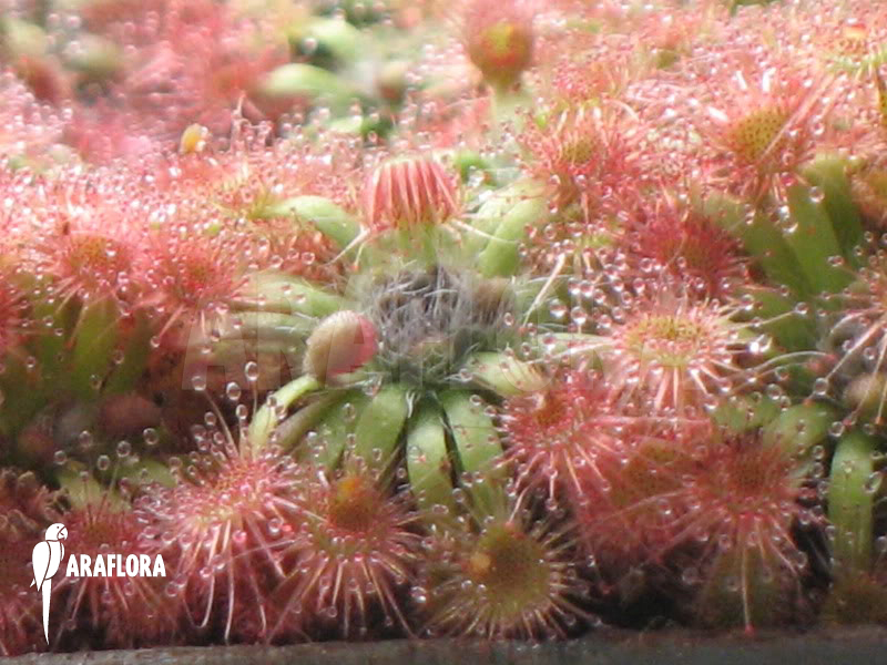 Drosera mannii