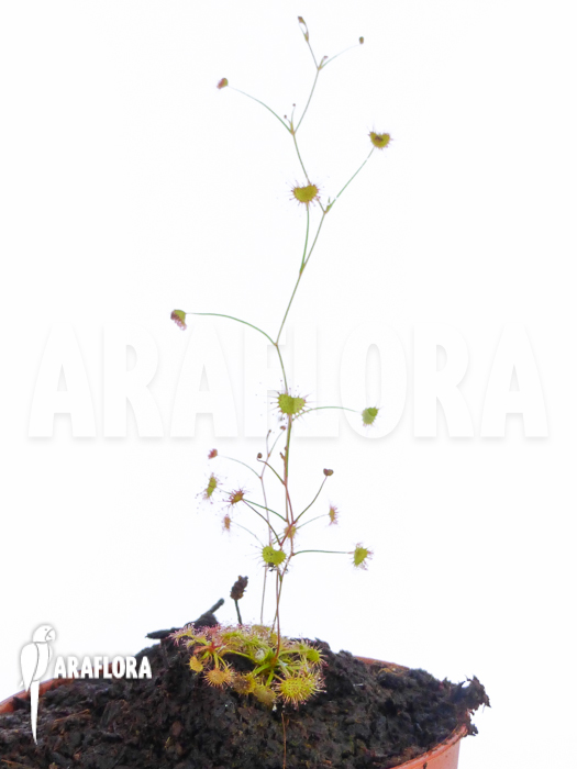 Drosera moorei
