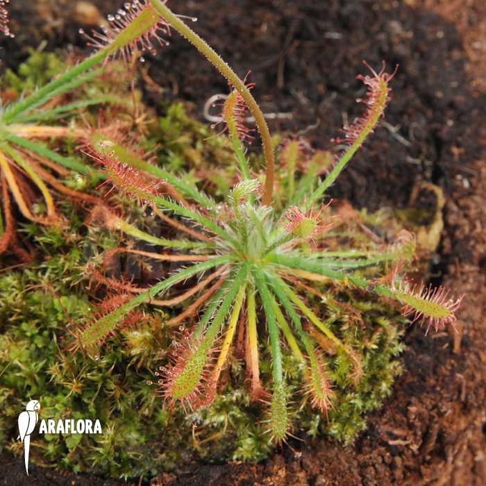 Drosera-neocaledonica-1
