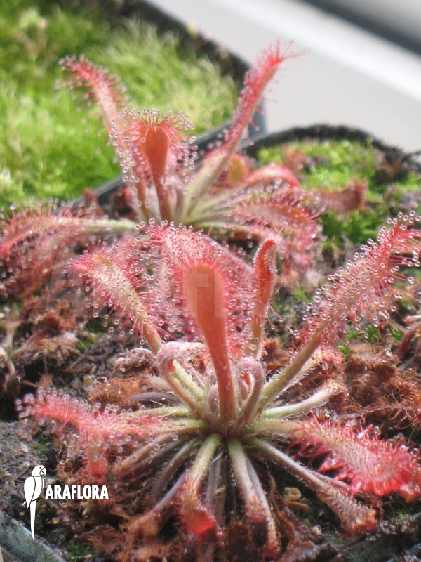 Drosera oblanceolata