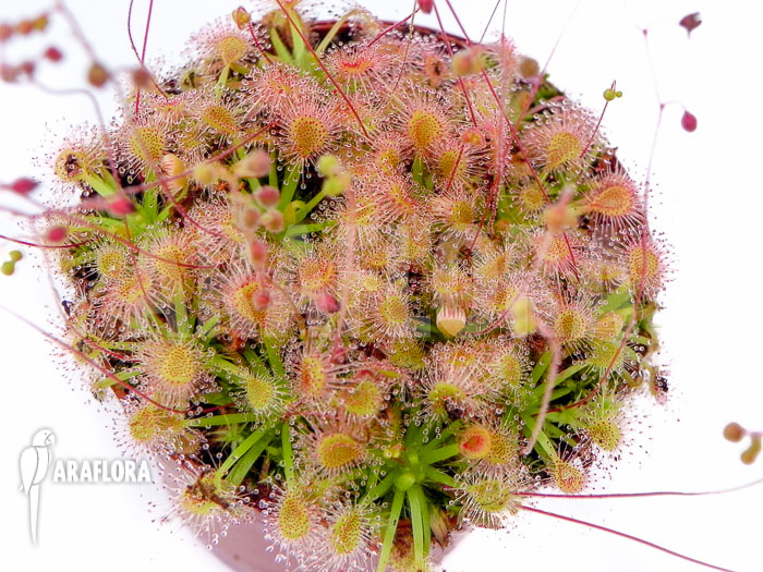 Drosera omissa