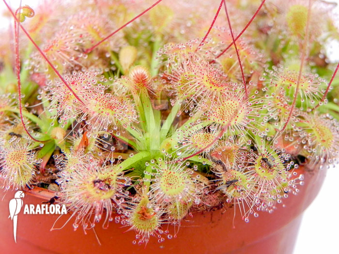 Drosera omissa