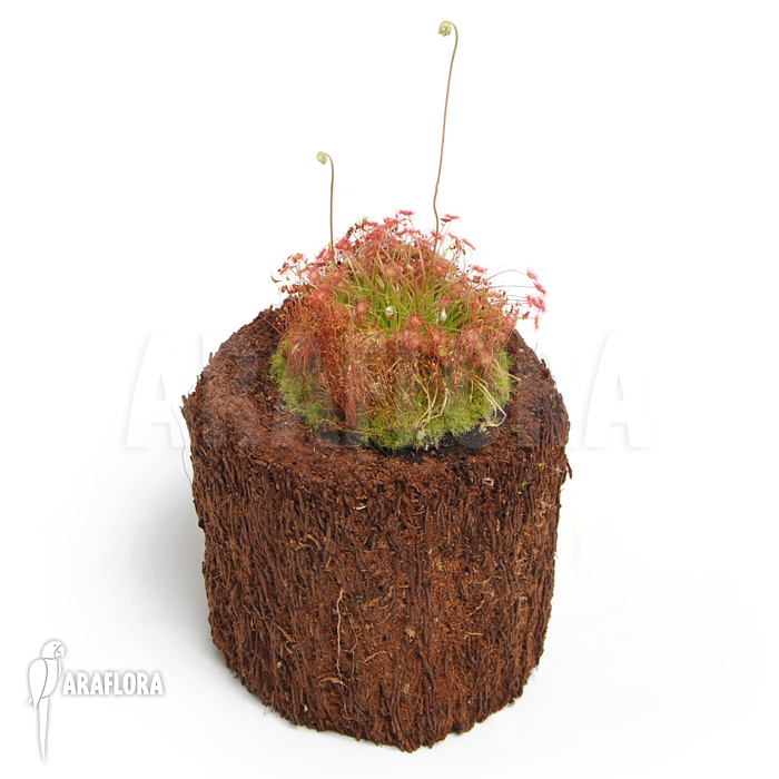 Drosera paradoxa
