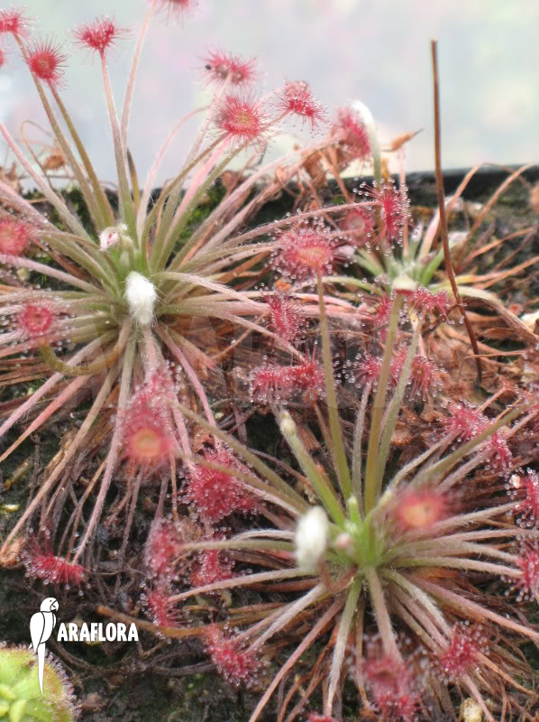 Drosera paradoxa