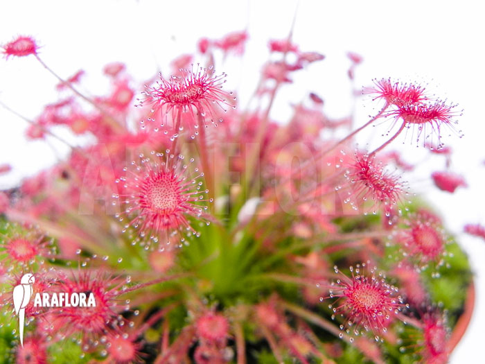 Drosera paradoxa