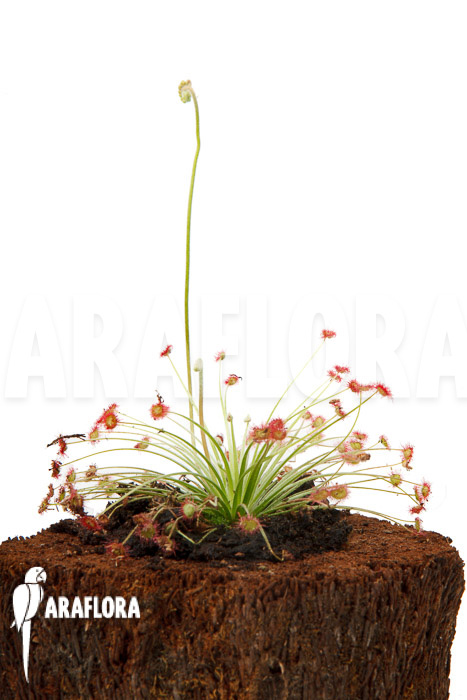 Drosera paradoxa ‚S‘