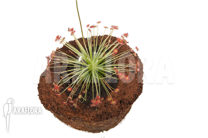Drosera paradoxa ‚S‘