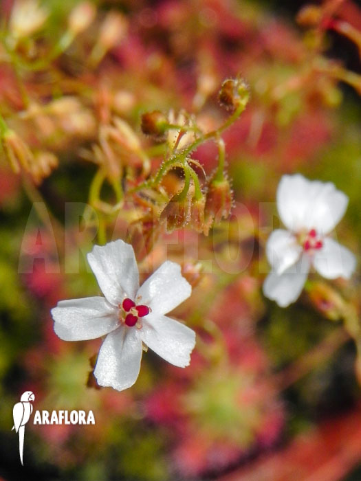 Drosera patens ‚Flower‘