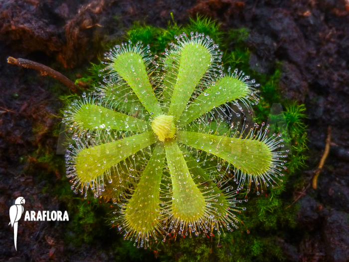Drosera pauciflora