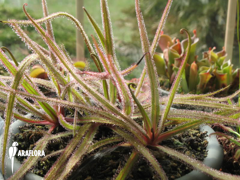 Drosera regia