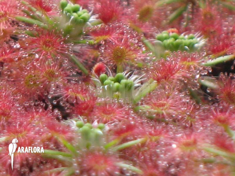 Drosera roseana