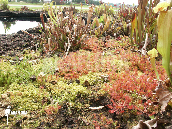 Drosera rotundifolia in a pond