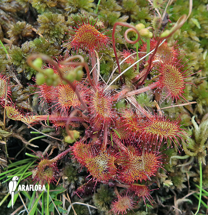 Drosera rotundifolia ‚XL‘