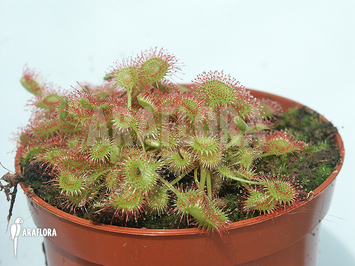 Drosera rotundifolia ‚XL‘