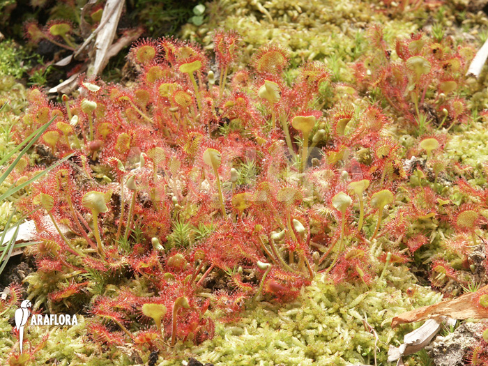 Drosera rotundifolia ‚XL‘