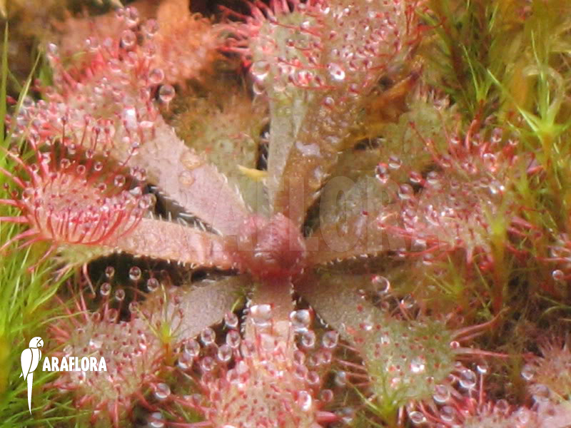 Drosera rubrifolia