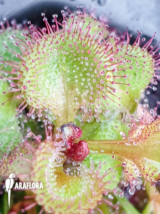 Drosera rupicola ‚S‘