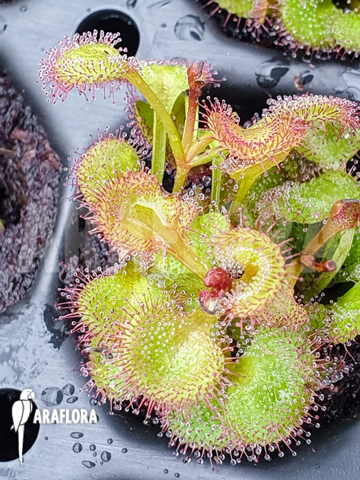 Drosera rupicola ‚S‘