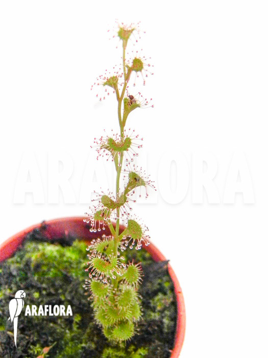 Drosera rupicola red