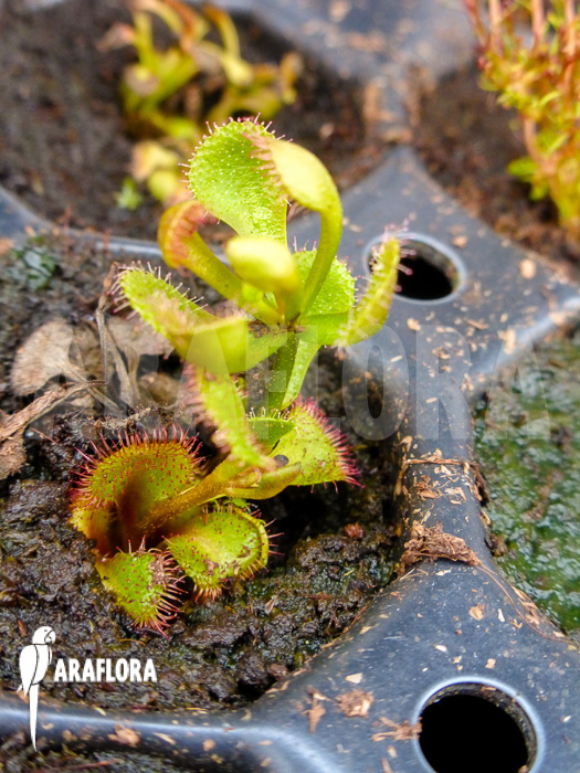 Drosera rupicola red