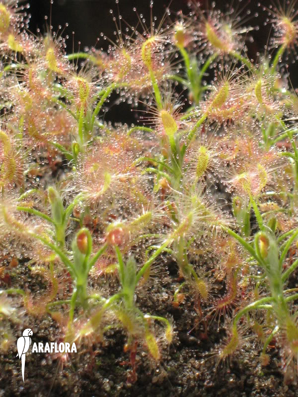 Drosera scorpioides