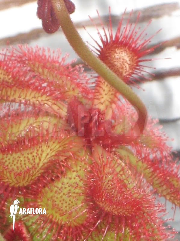 Drosera slackii