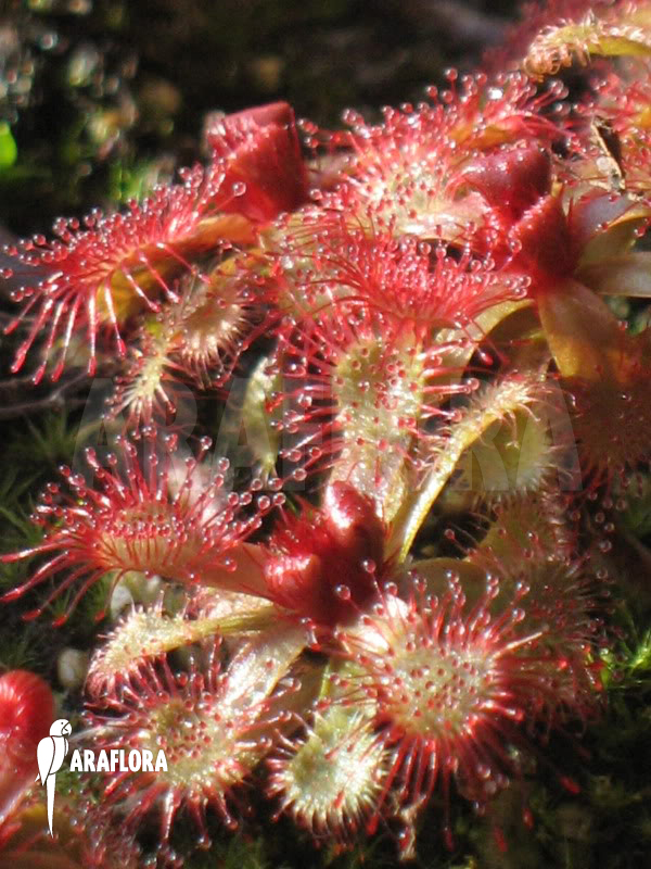 Drosera slackii ‚Narrow Leaf‘