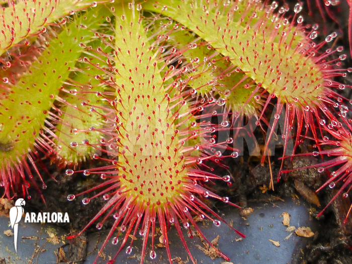 Drosera trinervia Starter