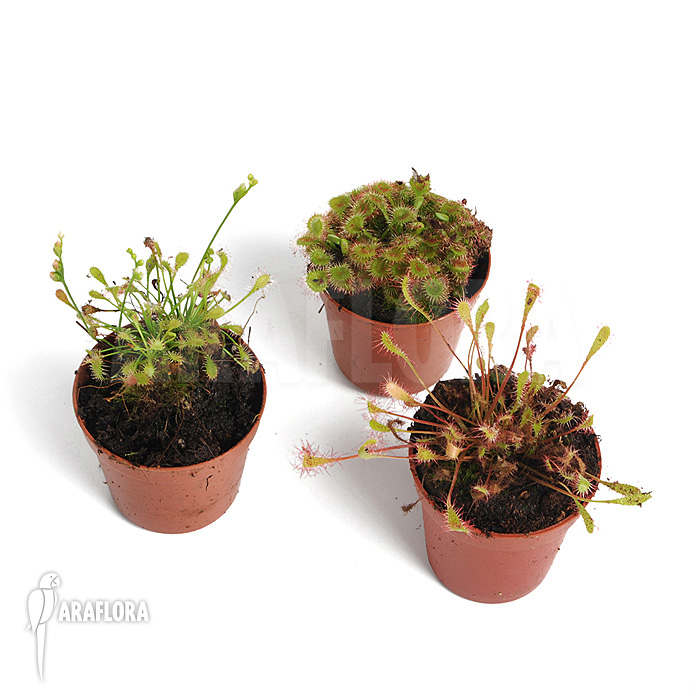 Drosera ‚Winterhardy 3 mix‘