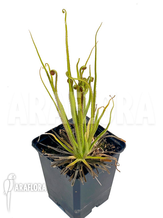 Drosopyllum lusitanicum