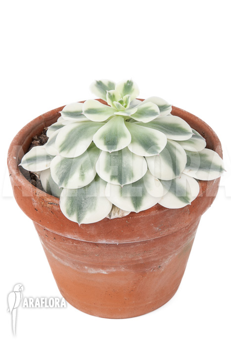 Echeveria ‚Compton Carousel‘