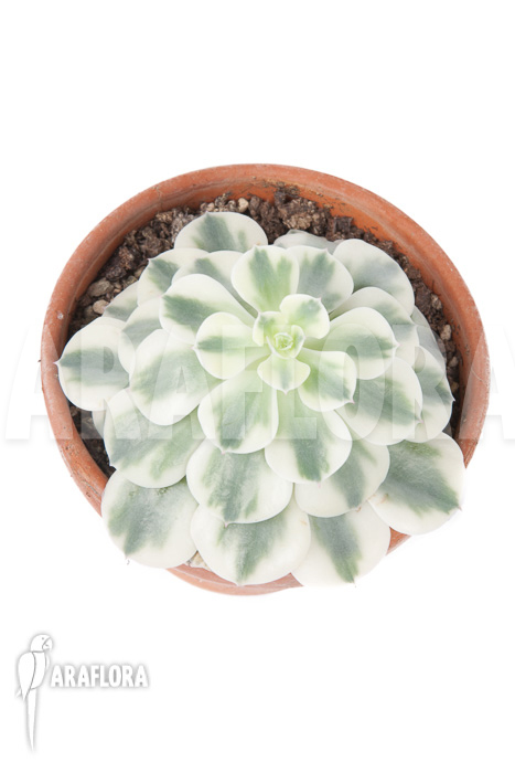 Echeveria ‚Compton Carousel‘