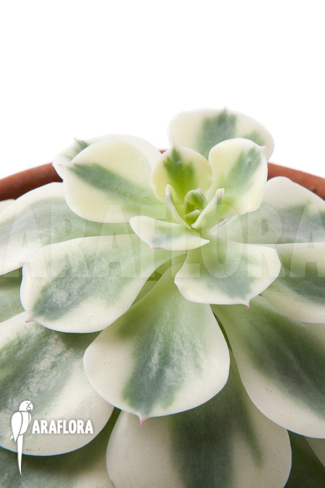 Echeveria ‚Compton Carousel‘