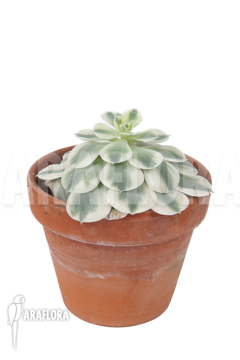 Echeveria ‚Compton Carousel‘