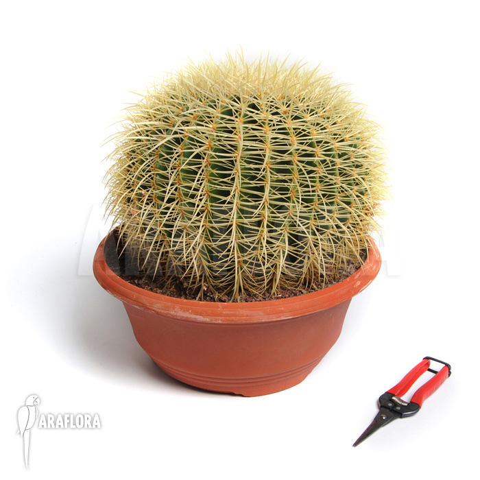 Echinocactus grusonii