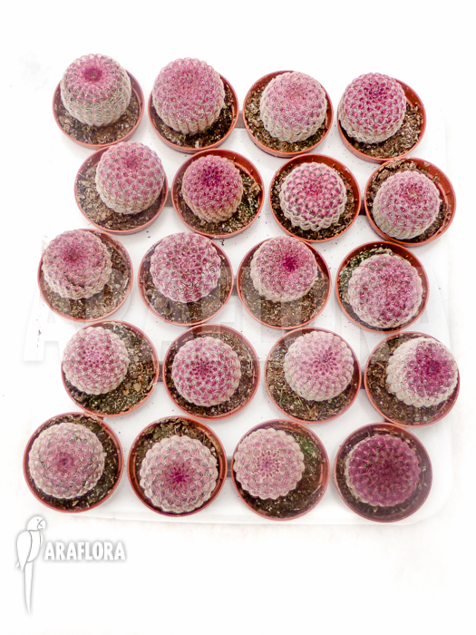 Echinocereus rigidissimus v. rubrispinus