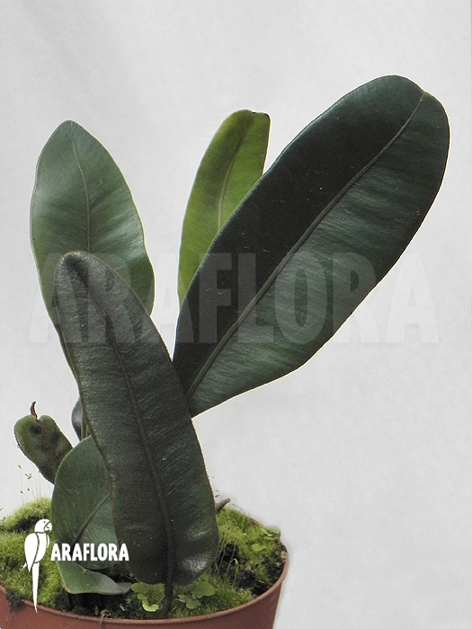 Elaphoglossum metallicum