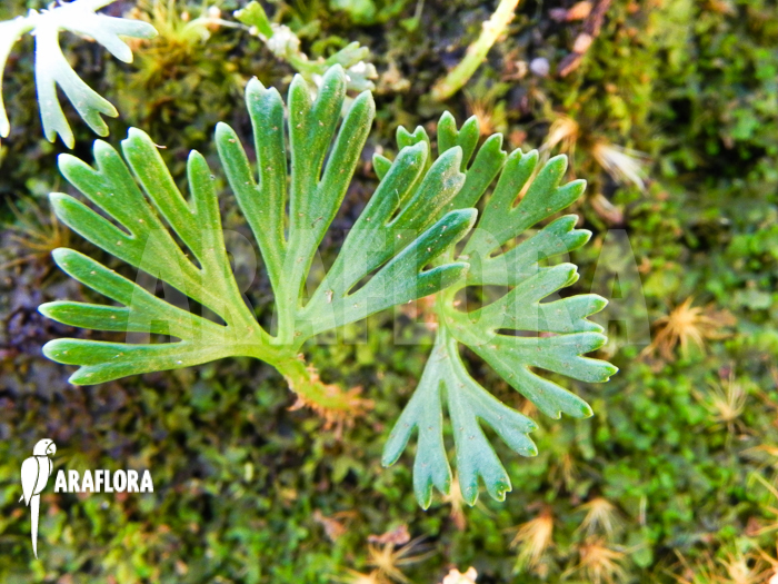 Elaphoglossum peltatum