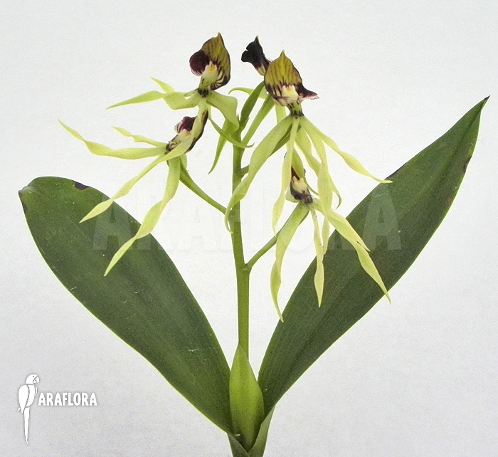 Prosthechea cochleata