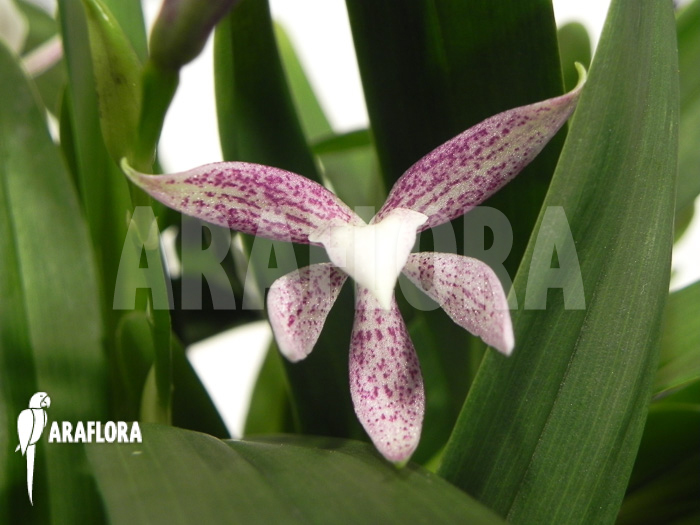 Encyclia garciana starter