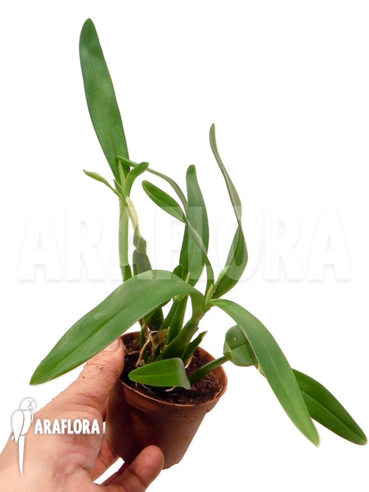 Encyclia garciana starter