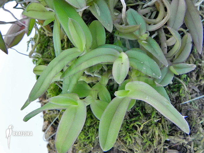 Epidendrum porpax