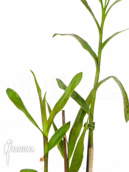 Epidendrum pseudepidendrum