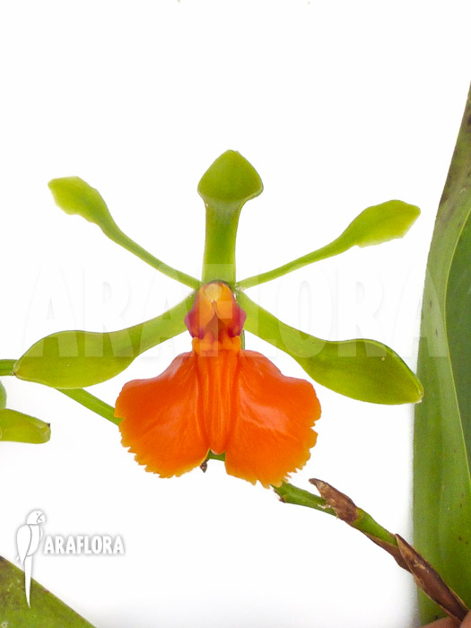 Epidendrum pseudepidendrum flower